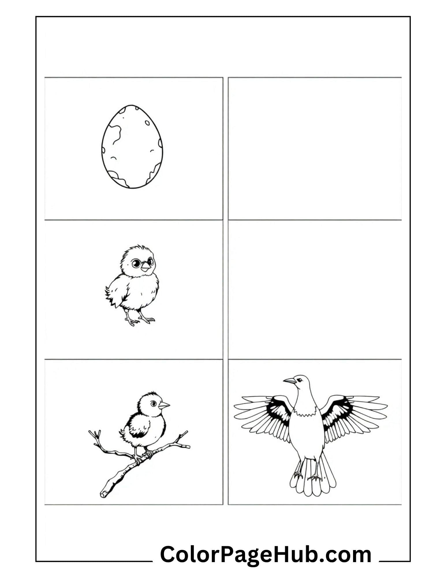 Bird coloring pages with 6 panels showing egg, chick, baby bird on branch and flying bird - printable kids activity