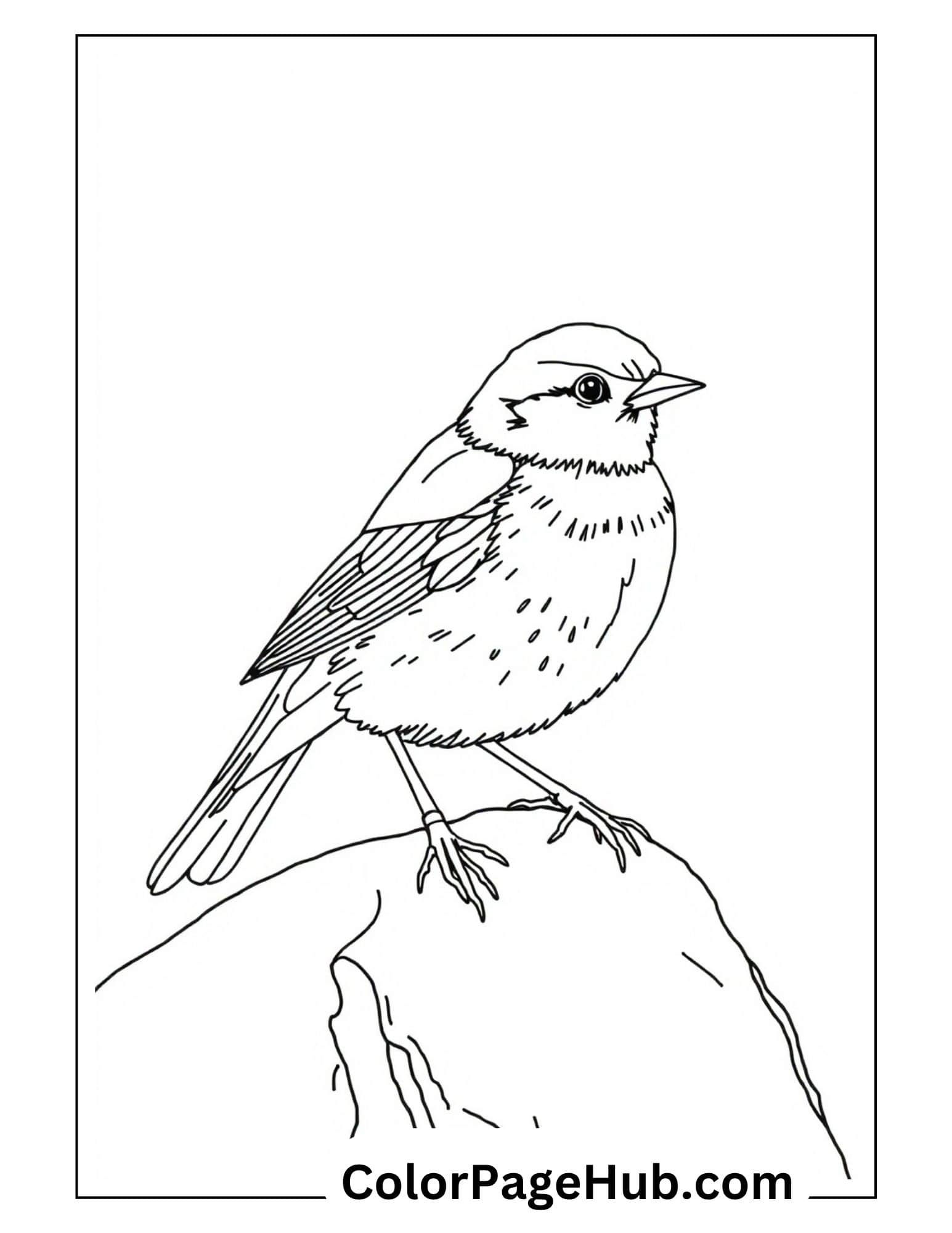 Bird coloring pages with realistic sparrow perched on rock with detailed feathers - printable nature bird design