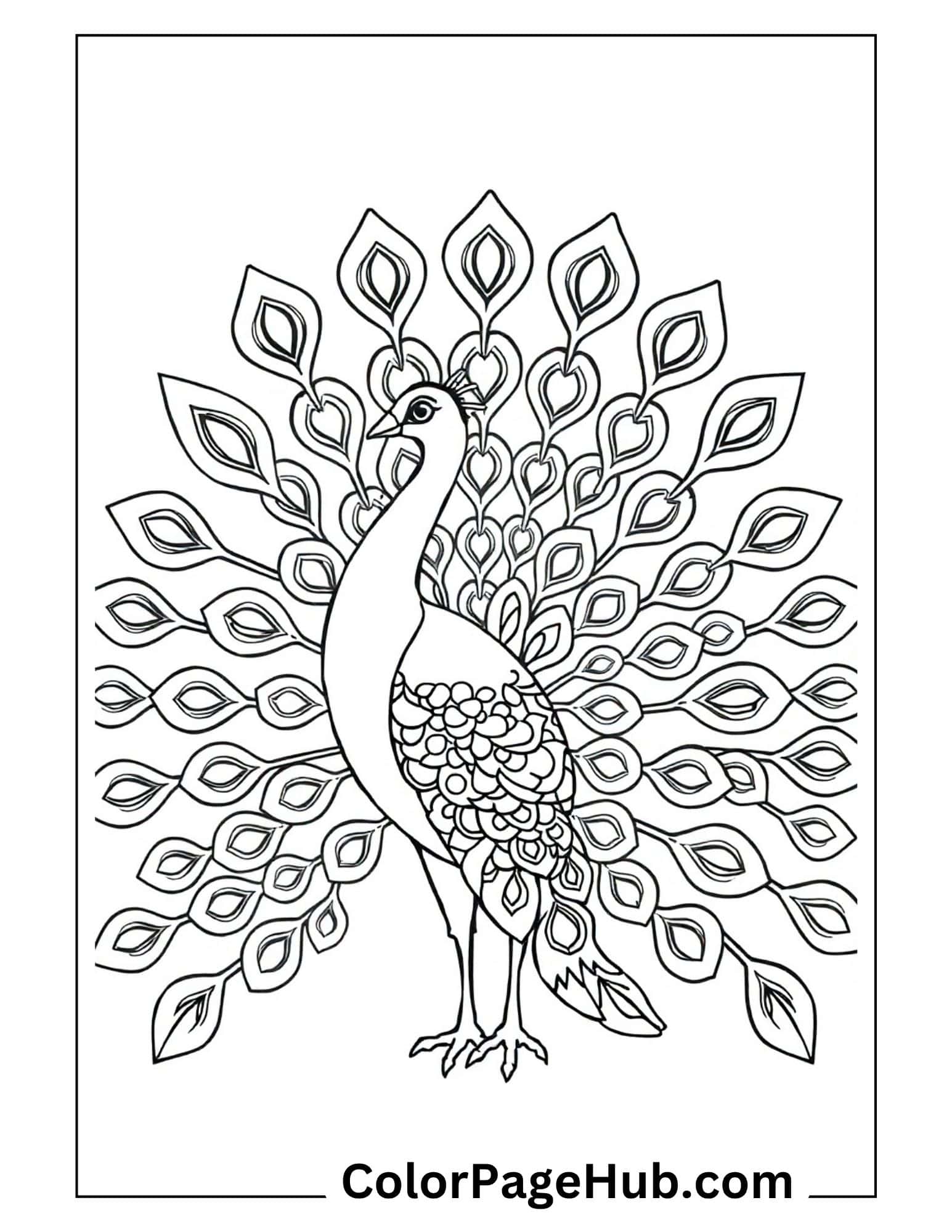 Bird coloring pages with beautiful peacock displaying ornate tail feathers in full spread - detailed decorative design